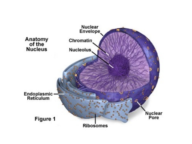 Inti Sel  Nukleus  STORYLINE