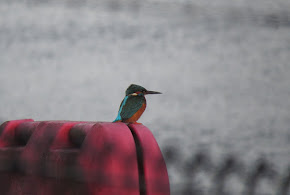 Kingfisher