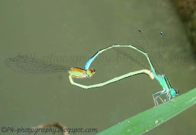 Damselflies Mating Picture