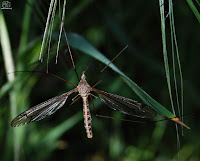 Tipúlidos (Tipulidae)