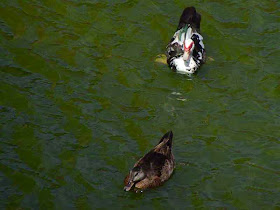 ducks, swimming