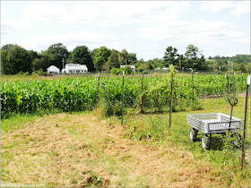 Cider Hill Farm: Plantación de Maíz 