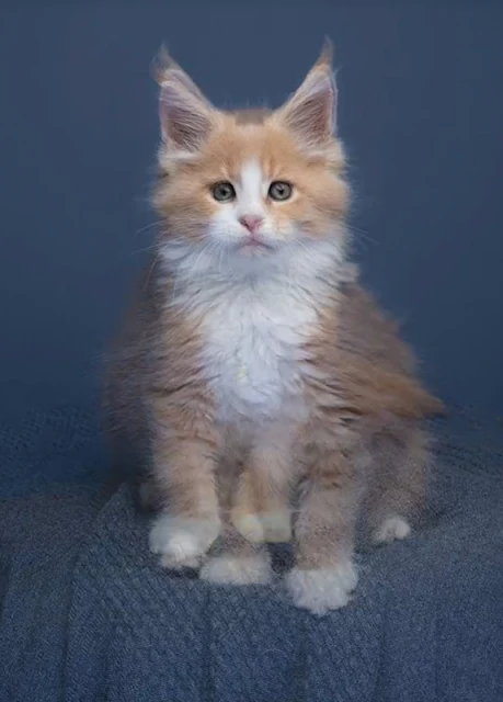 Time lapse video of dilute ginger tabby and white Maine Coon growing up