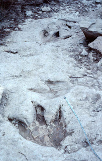 Acrocanthosaurus tracks from Dinosaur Valley State Park, Texas