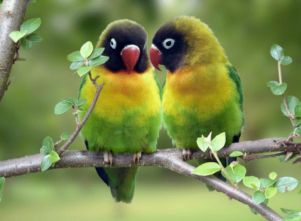 love birds drawing. love birds photos,love birds