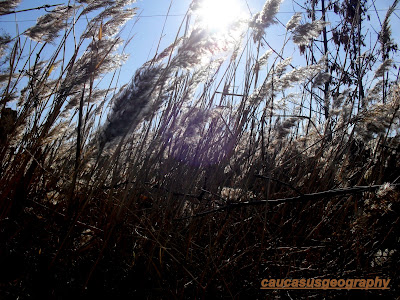 free grass stock image