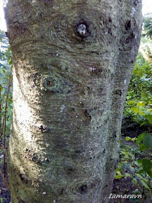 Пихта белокорая / Пихта почкочешуйная (Abies nephrolepis)