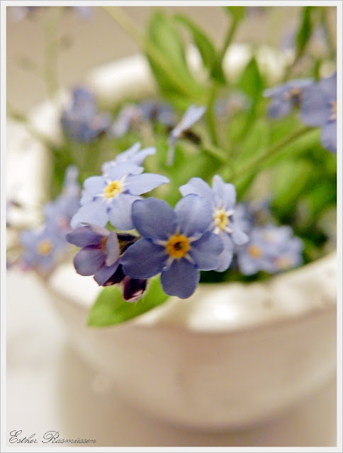 myosotis des bois