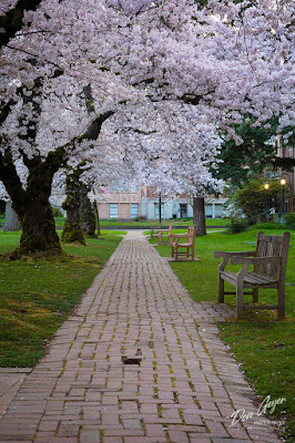 Image of University of Washington Cherry Blossoms