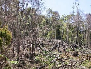 Suksesi sekunder karena penebangan hutan