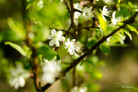 Blüten