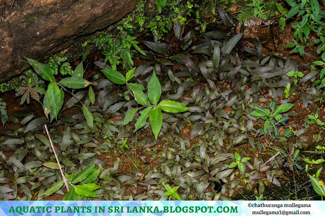 water plants in sri lanka