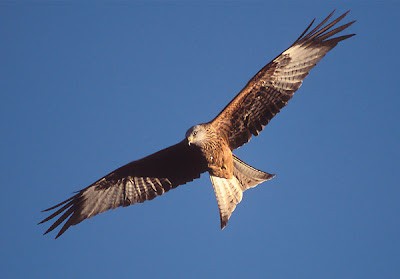 Red kite Bird