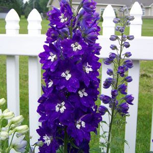 Beautiful Purple Delphinium Flower