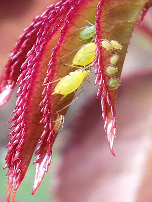 Aphids on a Rose Leaf