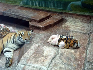 Small pigs with tiger skin