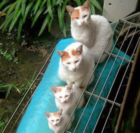 Funny cats - part 91 (40 pics + 10 gifs), four cats with same color
