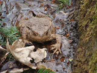 Bufo (Bufo) bufo DSC50619