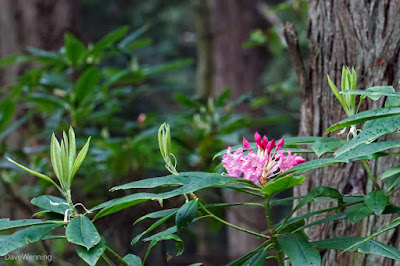 Pacific Rhododendron