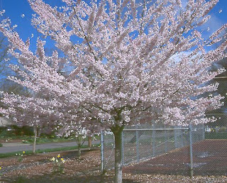 However, three cherry trees