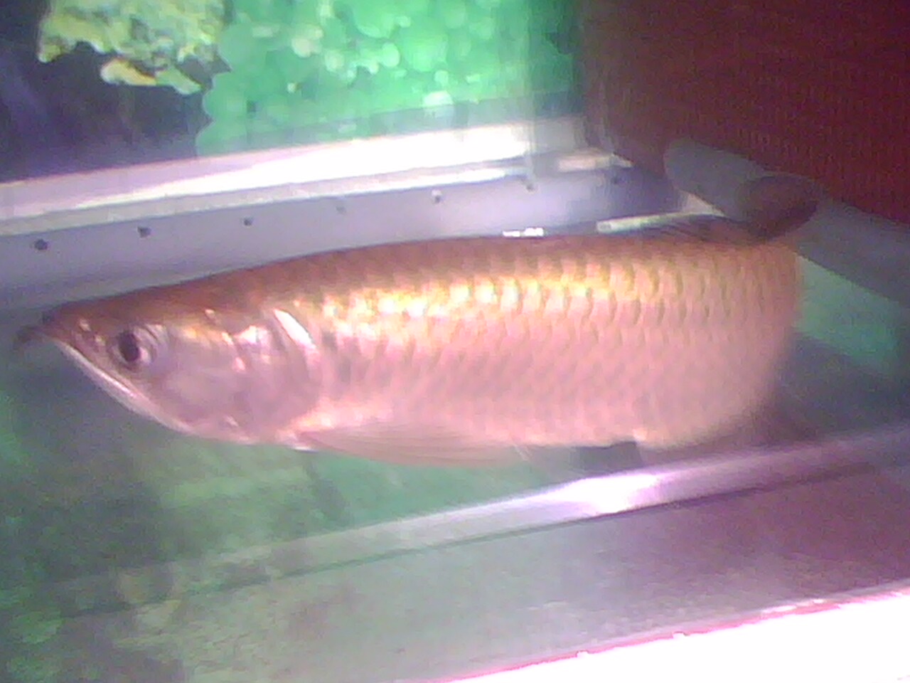 TAWA Production Ikan  Arwana  atau Arowana