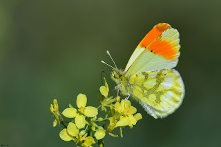 mariposa bandera española-anthocharis euphenoides-bandera española macho