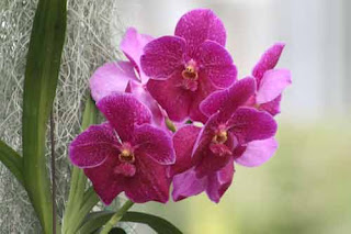 Orchids At The Toronro Zoo Greenhouse.