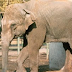 Saddest Elephant In The World Dies At 47