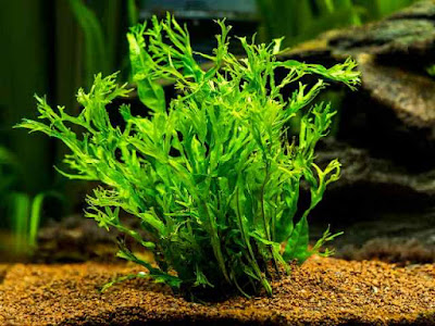 java fern aquascape