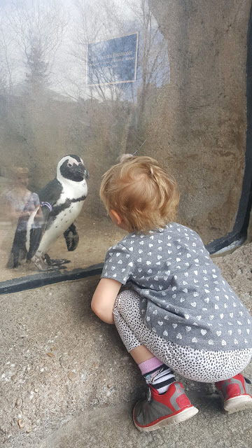 zoo-penguins