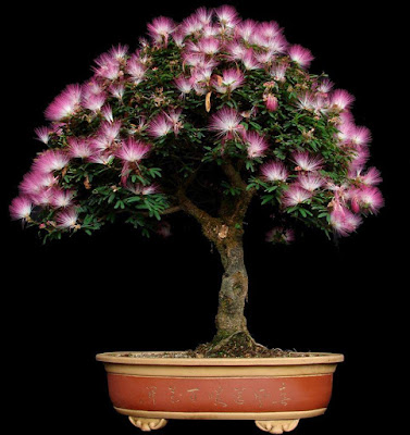 Kaliandra Brevipes/ Selloi,Jenis Kaliandra Terbaik Untuk Bonsai