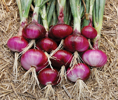 Cara Membuat ZPT Bawang Merah