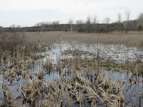 wetland