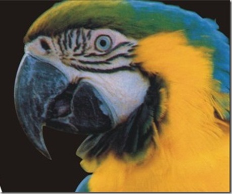 pappagallo