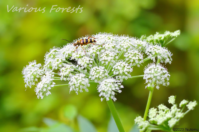 Leptura ochraceofasciata Motschulsky