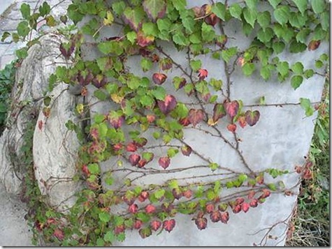 clip_image005