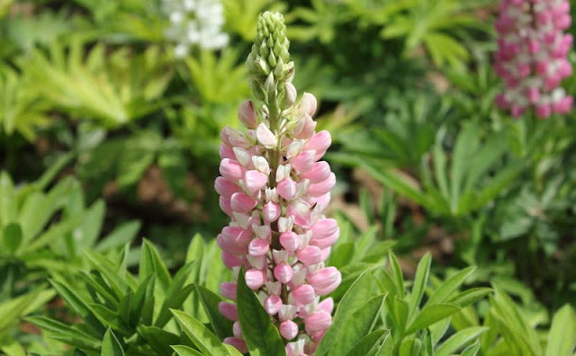 Lupine Flowers Pictures