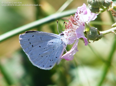 http://www.biodiversidadvirtual.org/insectarium/Celastrina-argiolus-img475810.html