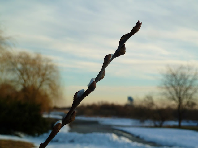 Pussy willow buds, some slightly open, at Floyd Bennett Field, Brooklyn in winter