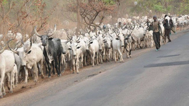 ‘Where do we go outside Ekiti?’ say herdsmen as they beg Fayose