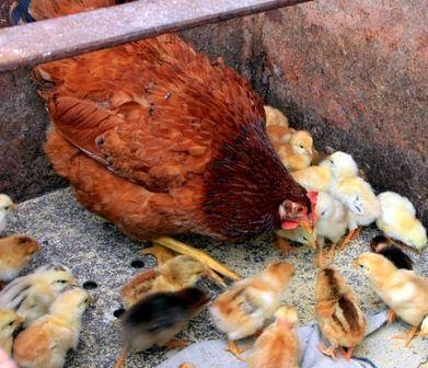 Cara Memberi Makan  Anak Ayam  Umur 1 Hari sampai 2 Bulan 