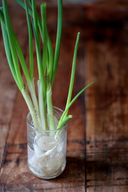 How to grow fresh green onions ah home