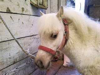 Echo and her delicate little head.