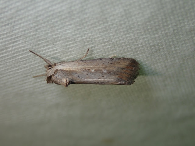 Epimecia ustula