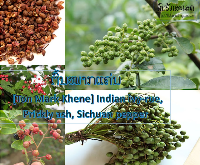 ຕົ້ນໝາກແຄ່ນ [Ton Mark Khene] Indian ivy-rue, Prickly ash, Sichuan pepper