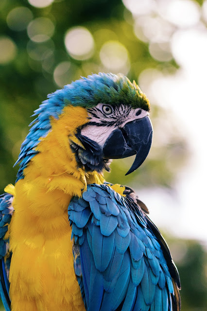 desktop wallpaper, macaw, bird, parrot,