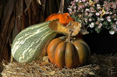 the resident squirrels found the cushaw squash to be particularly tasty