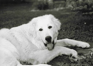 Akbash Turkey Dog Picture