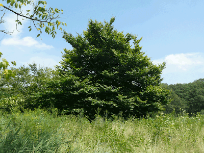 haya americana Fagus grandifolia