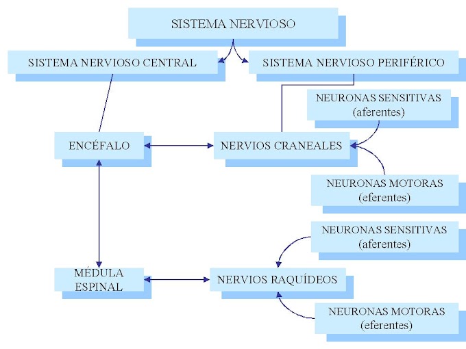 Cuadro Sinoptico Del Sistema Nervioso / ¿Qué es el sistema nervioso central?